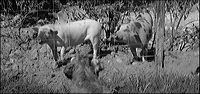 fats_avec_les_cochons