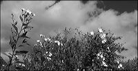 marguerites