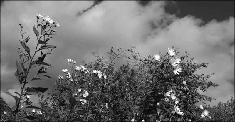 marguerites.jpg