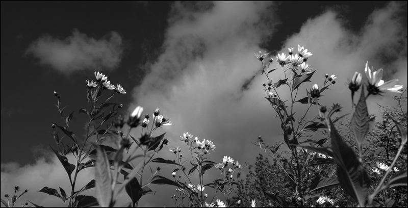 marguerites_2.jpg