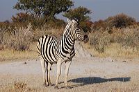 carte1_295