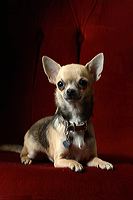 tessfam_131201_185