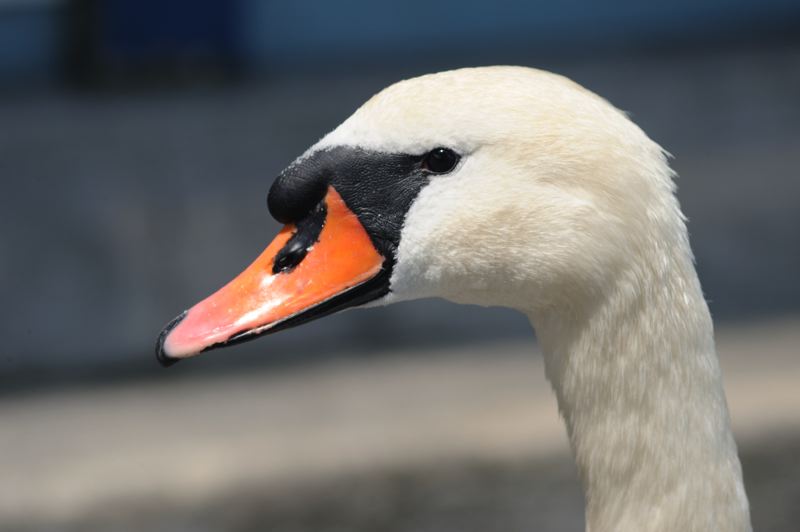 dsc_1615.jpg